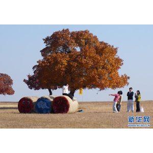 秋日旅游 “燃”动枫景