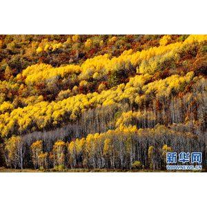 内蒙古图博勒国家森林公园：解锁秋日文旅新图景