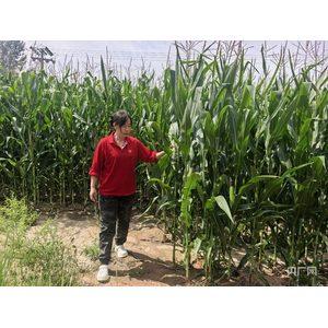 侯亚丽:从“养殖新手”到“致富带头人”