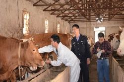 包头市完成春季动物集中免疫