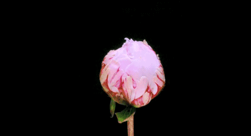 640 (1).gif
